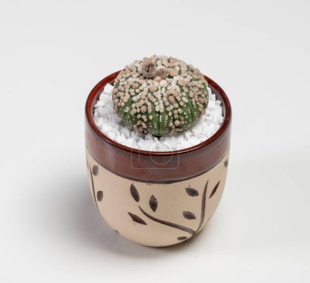 Foto de Astrophytum Asterias Hanazono Cactus. Aislado sobre fondo blanco - Imagen libre de derechos