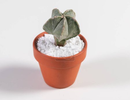 Photo for Astrophytum Myriostigma Cactus. Isolated on white background - Royalty Free Image
