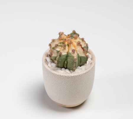 Photo for Astrophytum Fukuryu Cactus. Isolated on white background - Royalty Free Image