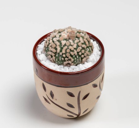 Foto de Astrophytum Asterias Hanazono Cactus. Aislado sobre fondo blanco - Imagen libre de derechos