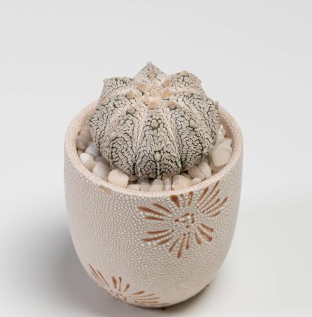 Photo for Astrophytum Super Kabuto Snow Type Cactus. Isolated on white background - Royalty Free Image