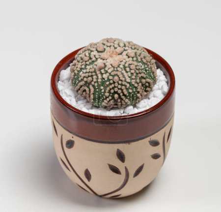 Photo for Astrophytum Asterias Hanazono Cactus. Isolated on white background - Royalty Free Image