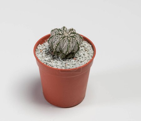 Photo for Astrophytum Cactus. Isolated on white background - Royalty Free Image