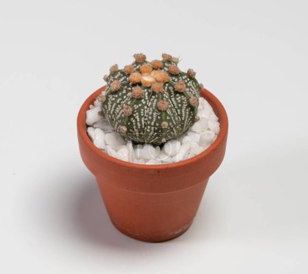 Photo for Astrophytum Cactus. Isolated on white background - Royalty Free Image