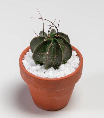 Foto de Astrophytum Capricorne Cactus. Aislado sobre fondo blanco - Imagen libre de derechos