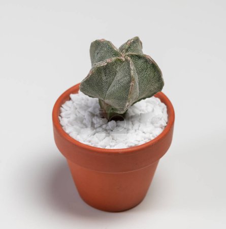 Photo for Astrophytum Myriostigma Hakugaku Cactus. Isolated on white background - Royalty Free Image