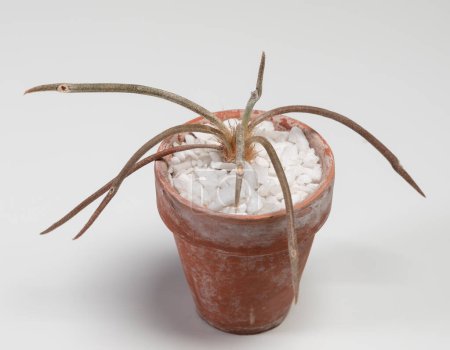 Foto de Astrophytum Caput Medusae Cactus. Aislado sobre fondo blanco - Imagen libre de derechos