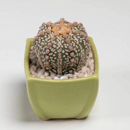 Foto de Astrophytum Super Kabuto Cactus. Aislado sobre fondo blanco - Imagen libre de derechos
