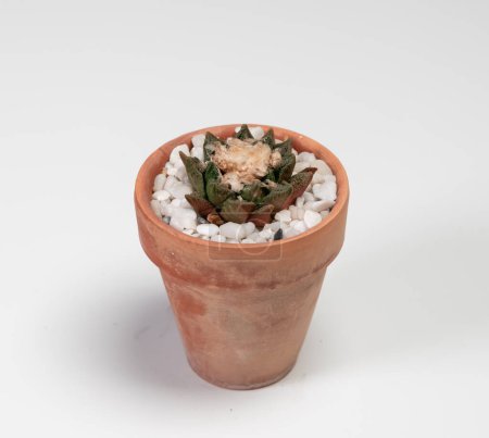 Téléchargez les photos : Ariocarpus Pelecyphora Cactus. Isolé sur fond blanc - en image libre de droit