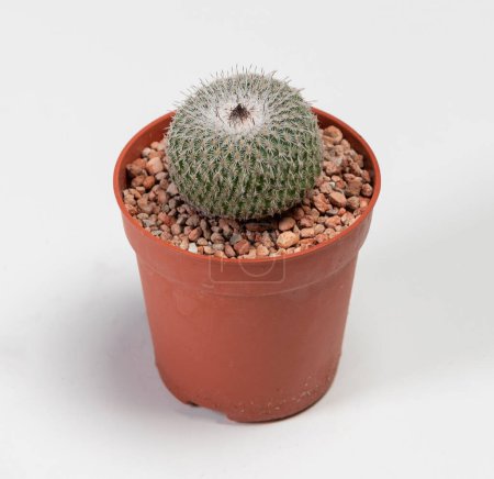 Photo for Epithelantha Cactus. Isolated on white background - Royalty Free Image