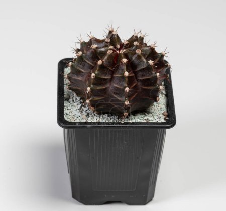Photo for Gymnocalycium Mihanovichii Cactus. Isolated on white background - Royalty Free Image