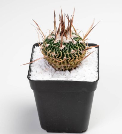 Téléchargez les photos : Stenocactus Phyllacanthus Cactus. Isolé sur fond blanc - en image libre de droit