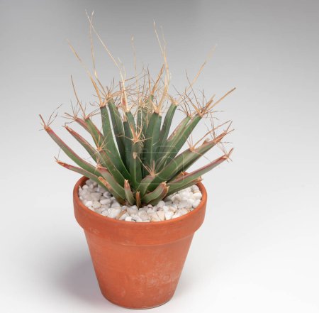 Foto de Leuchtenbergia Principis Cactus. Isolated on white background - Imagen libre de derechos