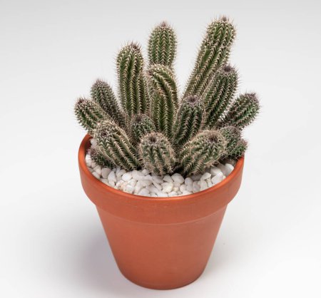 Téléchargez les photos : Tavaresia Grandiflora Cactus. Isolated on white background - en image libre de droit