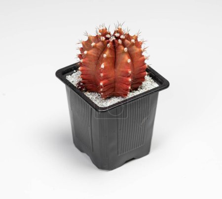 Téléchargez les photos : Gymnocalycium Mihanovichii Cactus. Isolated on white background - en image libre de droit