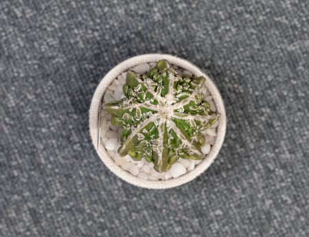 Foto de Astrophytum Fukuryu Haku jo Cactus. Aislado sobre fondo blanco - Imagen libre de derechos