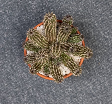 Photo for Tavaresia Grandiflora Cactus. Isolated on white background - Royalty Free Image