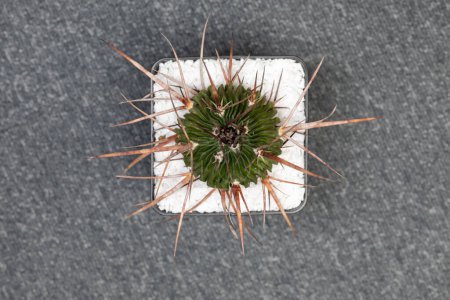 Foto de Echinofossulocactus Lamellosus Cactus. Aislado sobre fondo blanco - Imagen libre de derechos