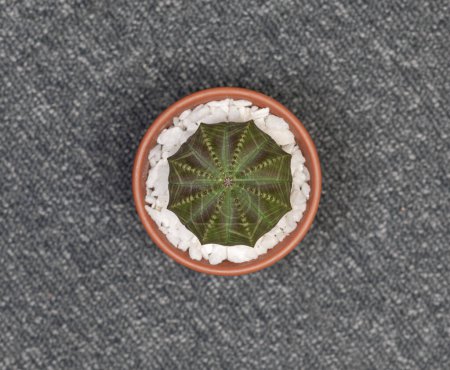 Photo for Euphorbia Obesa Cactus. Isolated on white background - Royalty Free Image