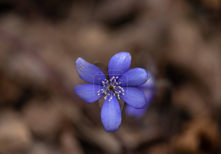 Photo for Common Hepatica or Anemone Hepatica, Blue Blossom Wild Flower. Violet Purple Hepatica Nobilis, First Spring Flower in the Blurred Background of Nature. - Royalty Free Image