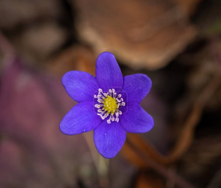 Photo for Common Hepatica or Anemone Hepatica, Blue Blossom Wild Flower. Violet Purple Hepatica Nobilis, First Spring Flower in the Blurred Background of Nature. - Royalty Free Image