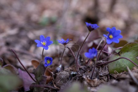 Foto de Common Hepatica or Anemone Hepatica, Blue Blossom Wild Flower. Violet Purple Hepatica Nobilis, First Spring Flower in the Blurred Background of Nature. - Imagen libre de derechos