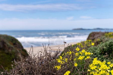 Téléchargez les photos : Fleurs Jaunes à Half Moon Bay State Beach en Californie, États-Unis - en image libre de droit