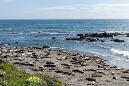 Téléchargez les photos : Elephant Seal Vista Point in California, United States. West Coast. - en image libre de droit