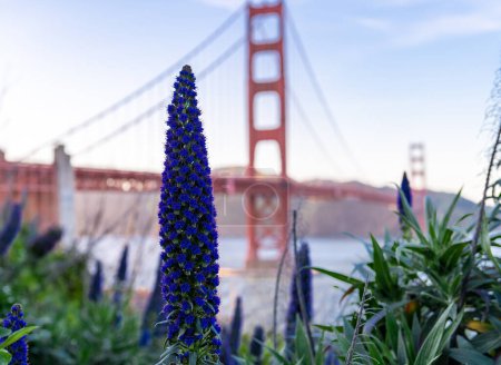Téléchargez les photos : Pride of Madeira in front of Golden Gate Bridge in San Francisco, California. USA. - en image libre de droit