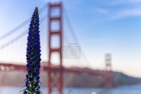 Téléchargez les photos : Pride of Madeira in front of Golden Gate Bridge in San Francisco, California. USA. - en image libre de droit