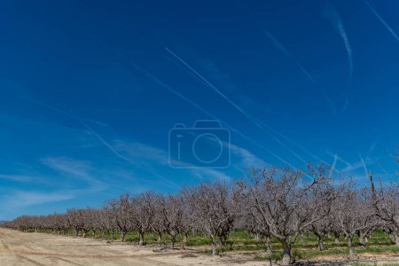 Foto de Campo de pistachos y almendras en California, Estados Unidos. Árboles de pistacho en huerto comercial rural - Imagen libre de derechos