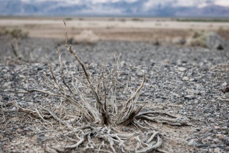 Téléchargez les photos : Dry Bush dans la Vallée de la Mort, Californie. États-Unis. Surface sèche. - en image libre de droit