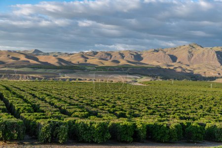 Téléchargez les photos : Plantation d'oliviers à Bakersfield, Californie. Belle lumière du coucher du soleil. États-Unis - en image libre de droit