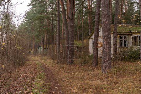 Téléchargez les photos : Abandoned Wooden House Homestead in Rural Lithuania. Pine Forest in Background. Autumn. - en image libre de droit