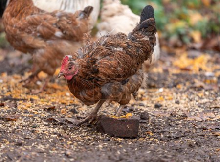 Photo for Free Range Chickens Enjoying the Afternoon and Eating Grain. Chickens on traditional free range poultry farm - Royalty Free Image
