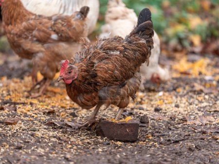 Photo for Free Range Chickens Enjoying the Afternoon and Eating Grain. Chickens on traditional free range poultry farm - Royalty Free Image