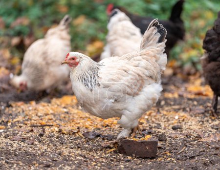 Téléchargez les photos : Poulets de plein air appréciant l'après-midi et mangeant des céréales. Poulets dans une ferme avicole traditionnelle en plein air - en image libre de droit