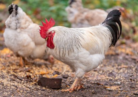 Téléchargez les photos : Colorful Rooster in the Farm. Autumn leaves in Foreground and Blurry Background. Red Jungle Fowl, Natural Light During the Day. Portrait. - en image libre de droit