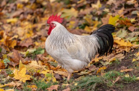 Photo for Portrait of Colorful Rooster in the Farm. Autumn leaves in Foreground and Blurry Background. Red Jungle Fowl, Natural Light During the Day. Portrait. - Royalty Free Image