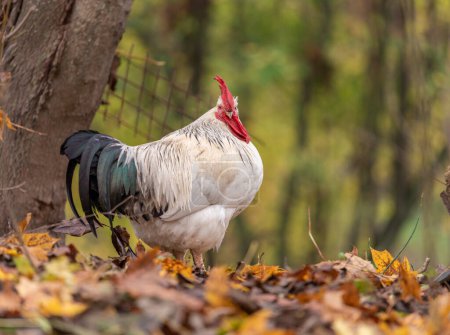 Foto de Portrait of Colorful Rooster in the Farm. Autumn leaves in Foreground and Blurry Background. Red Jungle Fowl, Natural Light During the Day. Portrait. - Imagen libre de derechos