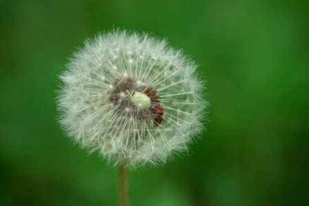 Téléchargez les photos : Wild Dandelion with Beetle inside. Beautiful Macro Photo Shoot with Clear Green Background. Summer - en image libre de droit