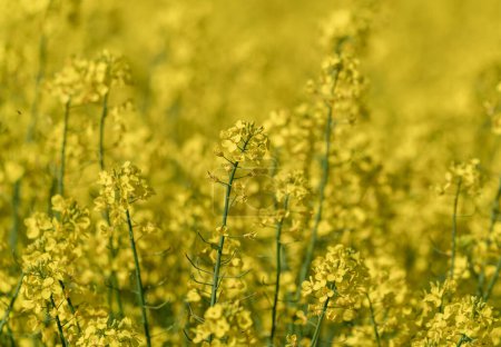 Foto de Hermosa cerca del campo de colza floreciente. Color amarillo de las plantas en el día soleado. Uso para aceite vegetal y combustible. - Imagen libre de derechos