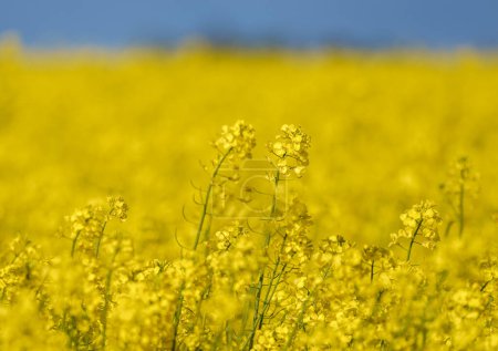 Téléchargez les photos : Beautiful Close up Blooming Rapeseed Field. Yellow Color of Plants in Sunny Day. Using for Vegetable Oil and Fuel. - en image libre de droit