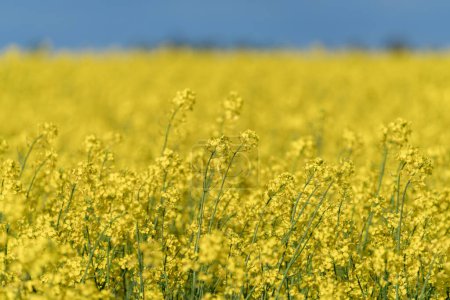 Foto de Beautiful Close up Blooming Rapeseed Field. Yellow Color of Plants in Sunny Day. Using for Vegetable Oil and Fuel. - Imagen libre de derechos