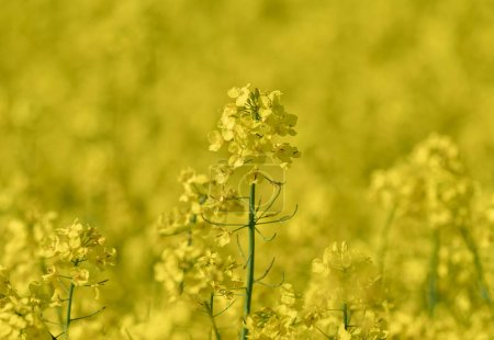 Photo for Beautiful Close up Blooming Rapeseed Field. Yellow Color of Plants in Sunny Day. Using for Vegetable Oil and Fuel. - Royalty Free Image