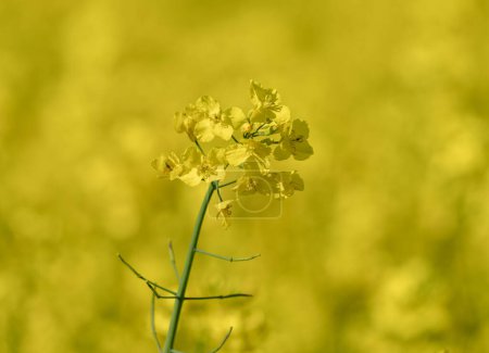 Téléchargez les photos : Beautiful Close up Blooming Rapeseed Field. Yellow Color of Plants in Sunny Day. Using for Vegetable Oil and Fuel. - en image libre de droit