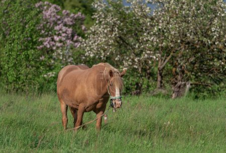 Foto de Caballo con melena larga está comiendo hierba en el campo. Zona rural de Lituania. Los caballos están utilizando en la granja - Imagen libre de derechos