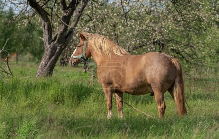 Foto de Horse with long mane is eating grass in the field. Rural area in Lithuania. Horses are using in farm - Imagen libre de derechos