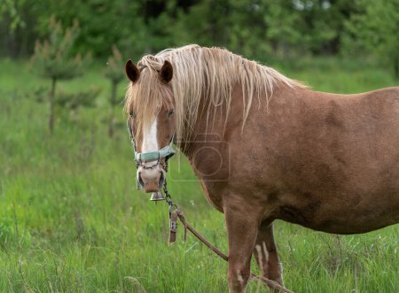 Photo for Horse with long mane is eating grass in the field. Rural area in Lithuania. Horses are using in farm - Royalty Free Image