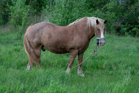 Photo for Horse with long mane is eating grass in the field. Rural area in Lithuania. Horses are using in farm - Royalty Free Image
